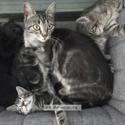 Foto 1/1 Minnie Chat perdido en Anse