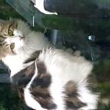 Foto de gato encontrado en Saint Androny