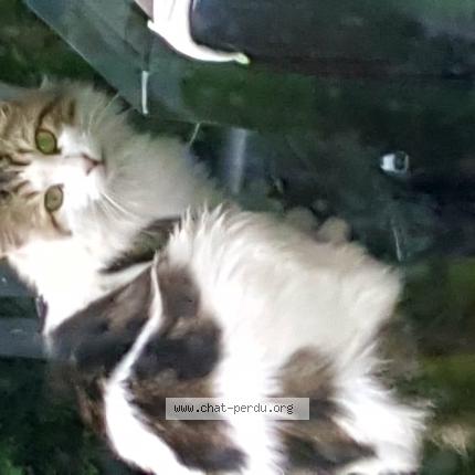 Foto 1/3 Gato encontrado Encontrado en Saint androny