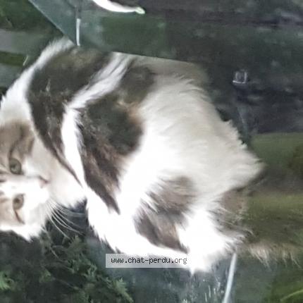 Foto 3/3 Gato encontrado Encontrado en Saint androny