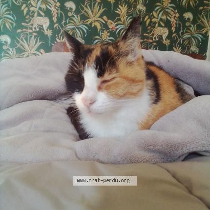 Foto 1/1 Patoune Chat perdido en Puyoo