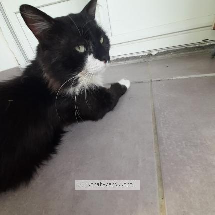 Foto 1/1 Felix Chat perdido en Aubevoye