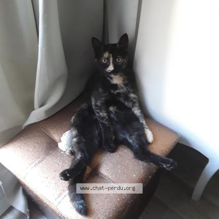 Foto 1/1 Gato encontrado Perdido en St clement les places