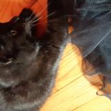 Foto del gato perdido en Marsac Sur L Isle