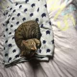 Foto del gato perdido en Villenave