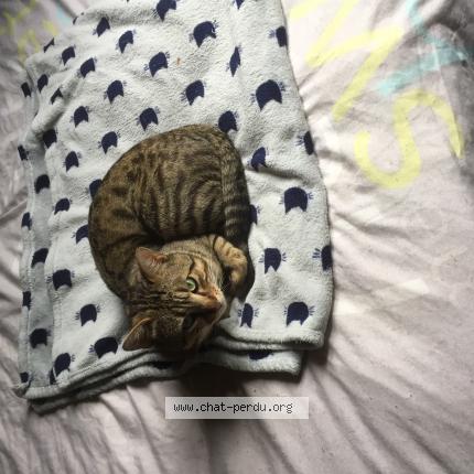 Foto 1/1 Gato encontrado Perdido en Villenave