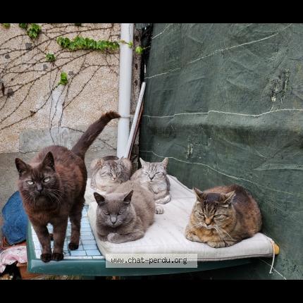 Foto 1/1 Mimi Chat perdido en Le perray en yvelines