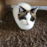 Foto del gato perdido en Echarlens