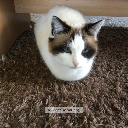 Foto 1/1 Olafe Chat perdido en Echarlens