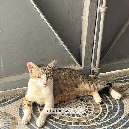 Foto 1/1 Simran Chat perdido en Salem