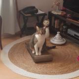 Foto del gato perdido en Le Pallet