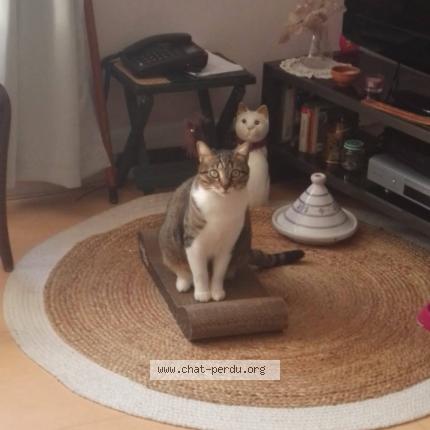 Foto 1/1 Nyoki Chat perdido en Le pallet