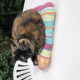 Foto del gato perdido en Vertou