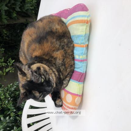 Foto 1/1 Minouche Chat perdido en Vertou