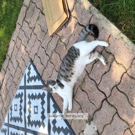 Foto 1/1 Leo Chat perdido en Le perray en yvelines