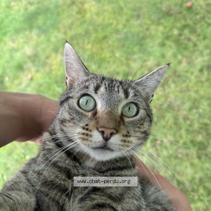 Foto 1/1 Stick Chat perdido en Ecommoy