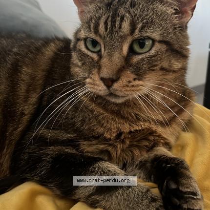 Foto 1/1 Biscotte Chat perdido en Petit quevilly