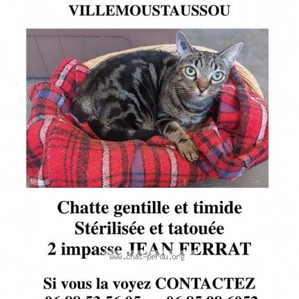 Foto 1/1 Gato encontrado Perdido en Villemoustaussou