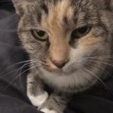 Foto del gato perdido en Lafitte