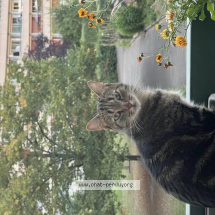 Foto 1/1 Kao Chat perdido en Chatenay malabry