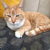 Foto del gato perdido en Rognac