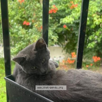 Foto 1/1 Gato encontrado Perdido en Livry gargan