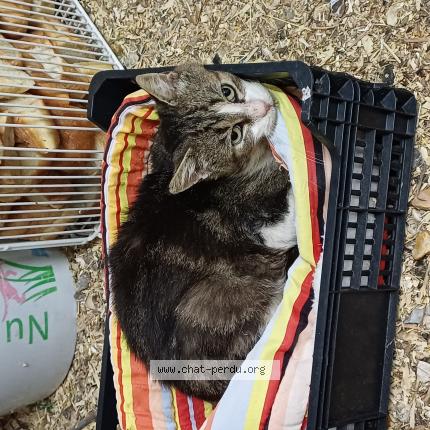 Foto 1/1 Gato encontrado Perdido en Sotteville les rouen