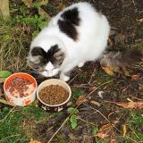 Foto del gato perdido en Chatillon