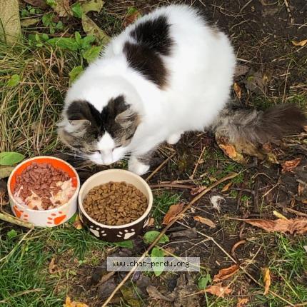 Foto 1/1 Gato encontrado Perdido en Chatillon