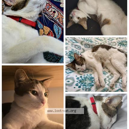 Foto 1/1 MelB Chat perdido en Singapore