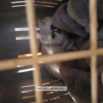 Foto 1/1 Gato encontrado Encontrado en Ille sur tet 66130