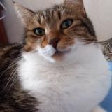 Foto del gato perdido en Entraigues Lange