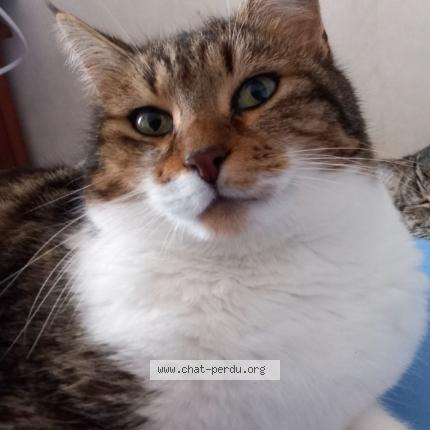 Foto 1/1 TICOEUR Chat perdido en Entraigues lange