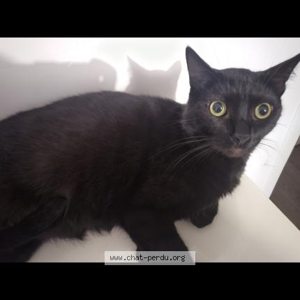 Foto 1/1 Gato encontrado Perdido en Saint quentin