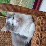 Foto del gato perdido en Dracy Saint Loup