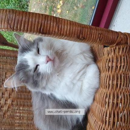 Foto 1/3 Boubou Chat perdido en Dracy saint loup