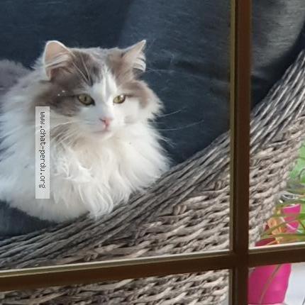 Foto 3/3 Boubou Chat perdido en Dracy saint loup