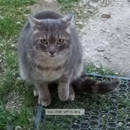 Foto 1/1 Bébé Chat perdido en Rieupeyroux