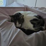 Foto del gato perdido en Fontaine 38600