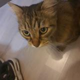 Foto de gato encontrado en Nantes