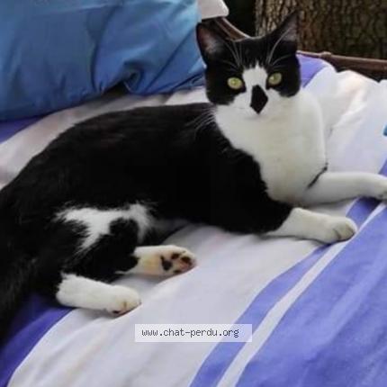 Foto 1/1 OREO Chat perdido en Begrolles en mauges