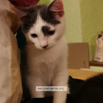 Foto 1/1 Bob Chat perdido en Bas et lezat