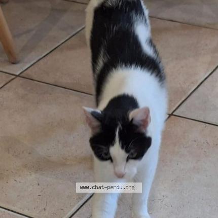 Foto 1/1 Obi Chat perdido en Roquevaire