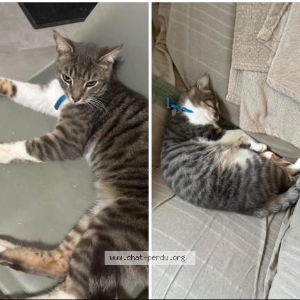 Foto 1/1 Titi Chat perdido en Saint romans