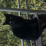 Foto del gato perdido en Lyon