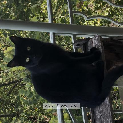 Foto 1/1 Simba Chat perdido en Lyon