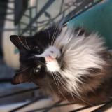 Foto del gato perdido en Certines