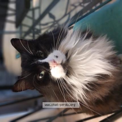 Foto 1/1 Mimi Chat perdido en Certines