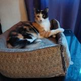 Foto del gato perdido en Matoury