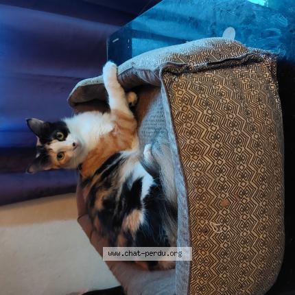 Foto 1/1 ZOË Chat perdido en Matoury